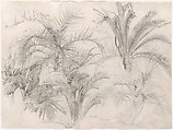 Palms, William Trost Richards (American, Philadelphia, Pennsylvania 1833–1905 Newport, Rhode Island), Graphite on off-white wove paper, American
