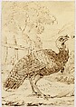 Turkey, Benjamin West  American, Pen and brown ink on wove paper, American