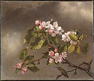 Hummingbird and Apple Blossoms, Martin Johnson Heade  American, Oil on canvas, American