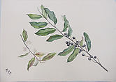 Cherry Laurel (Mock Orange) Bough, Mary Russell Smith  American, Watercolor and gouache on paper, American