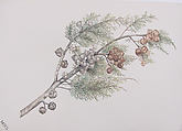 Cypress Bough, Mary Russell Smith  American, Watercolor and gouache on paper, American