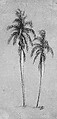Two Palm Trees, Elihu Vedder (American, New York 1836–1923 Rome), Graphite and gouache on brown wove paper, American