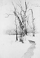 Winter Trees, William Sommer (1867–1949), Graphite on paper, American