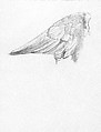 Wing, Study for Notus in 
