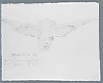 Bird (from McGuire Scrapbook), Graphite on off-white laid paper, American