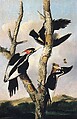 Ivory-billed Woodpeckers, Joseph Bartholomew Kidd  American, Oil on canvas, American