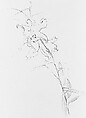 Lily, Study for 