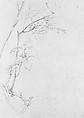 Rose Branch, Study for 