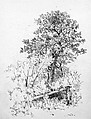 Sugar Maple, Adirondacks, Andrew Fisher Bunner (1841–1897), Black ink and graphite traces on off-white wove paper, American