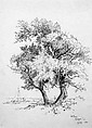 Willows, Bellport, Long Island, Andrew Fisher Bunner (1841–1897), Black ink and graphite traces on off-white wove paper, American