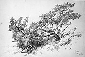 Cedars, Bellport, Long Island, Andrew Fisher Bunner (1841–1897), Black ink and graphite traces on off-white wove paper, American