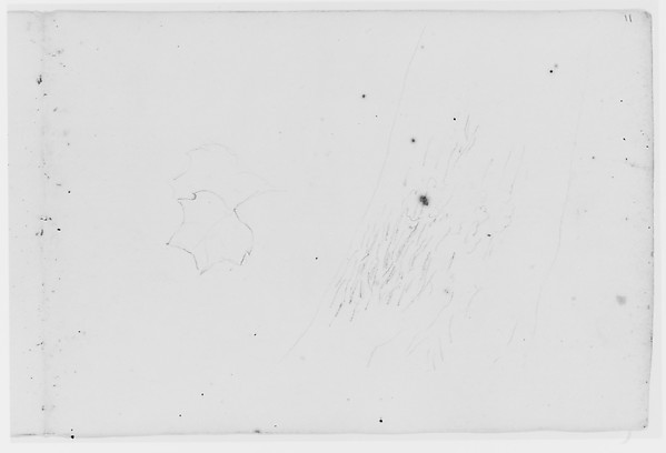 Leaf and Tree Study (from Sketchbook)
