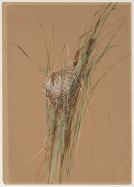 Bird's Nest in Cattails