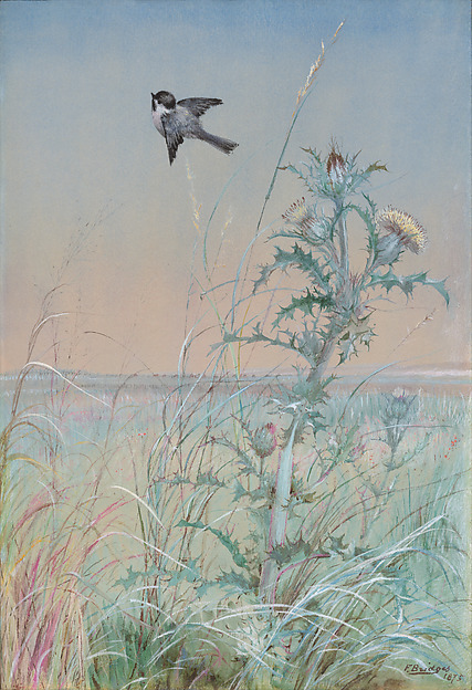 Chickadee and Thistle