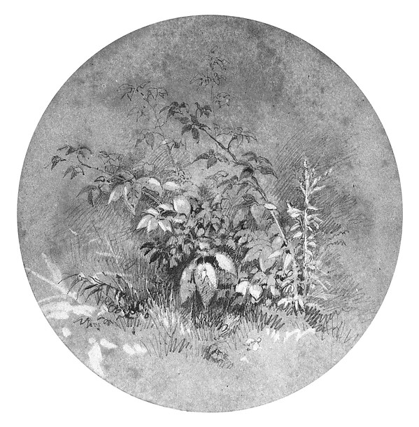 Study of Ground Foliage (from Cropsey Album) by William Trost Richards, The Metropolitan Museum of Art