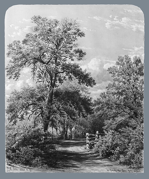 The Grandmother Tree, near Middletown, Long Island