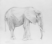 Charles R. Knight | Indian Elephant, Profile and Frontal Views ...