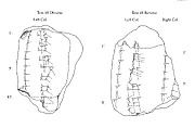 Cuneiform tablet: fragment of Syllabary A, Clay