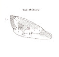 Cuneiform tablet: fragment, Ebabbar archive, Clay, Babylonian or Achaemenid