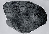 Tridacna shell, Shell (Tridacna squamosa), Edomite