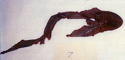Textile fragment, Silk, plain weave, Sasanian
