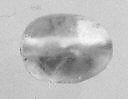 Scaraboid seal, Rock crystal (?)