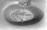 Stamp seal, Chalcedony, brown, Sasanian