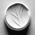 Stamp seal (scaraboid with pointed top) with plant
, Veined and flawed red and yellow Carnelian (Quartz), Assyro-Babylonian