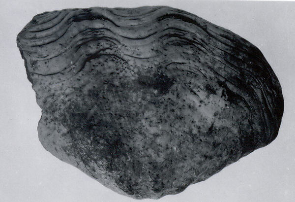 Tridacna shell 3.33 x 4.29 in. (8.46 x 10.9 cm)