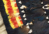 Feather gorget (taumi), Feathers (various, including Pacific black duck and lorikeet [vini kura]), dog hair, shark teeth, cane, fiber (various)