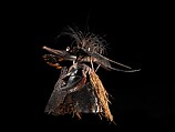 Mask (Buk, Krar, or Kara), Turtle shell, wood, cassowary feathers, fiber, resin, shell, paint, Torres Strait Islander