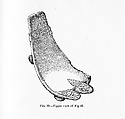 Duho (Ceremonial Seat), Stone, Taíno