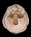 Shell with Figurine of the Red Queen, Spondylus shell, limestone, Maya