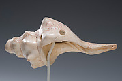 Conch Trumpet, Shell, cinnabar, Maya