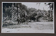 Men and Coconuts, Dr. Paul Baron de Rautenfeld  Swiss, Gelatin silver print, Papua, New Guinea, made in Europe
