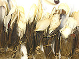 Ornament, Feathers, fiber, Asmat people