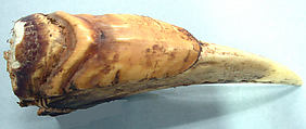 Ornament, Hornbill beak, fiber, Asmat people