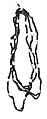 Necklace, Seeds, fiber, Asmat people