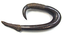 Fish Hook, Wood, coconut husk fiber, Polynesia, unknown Outlier