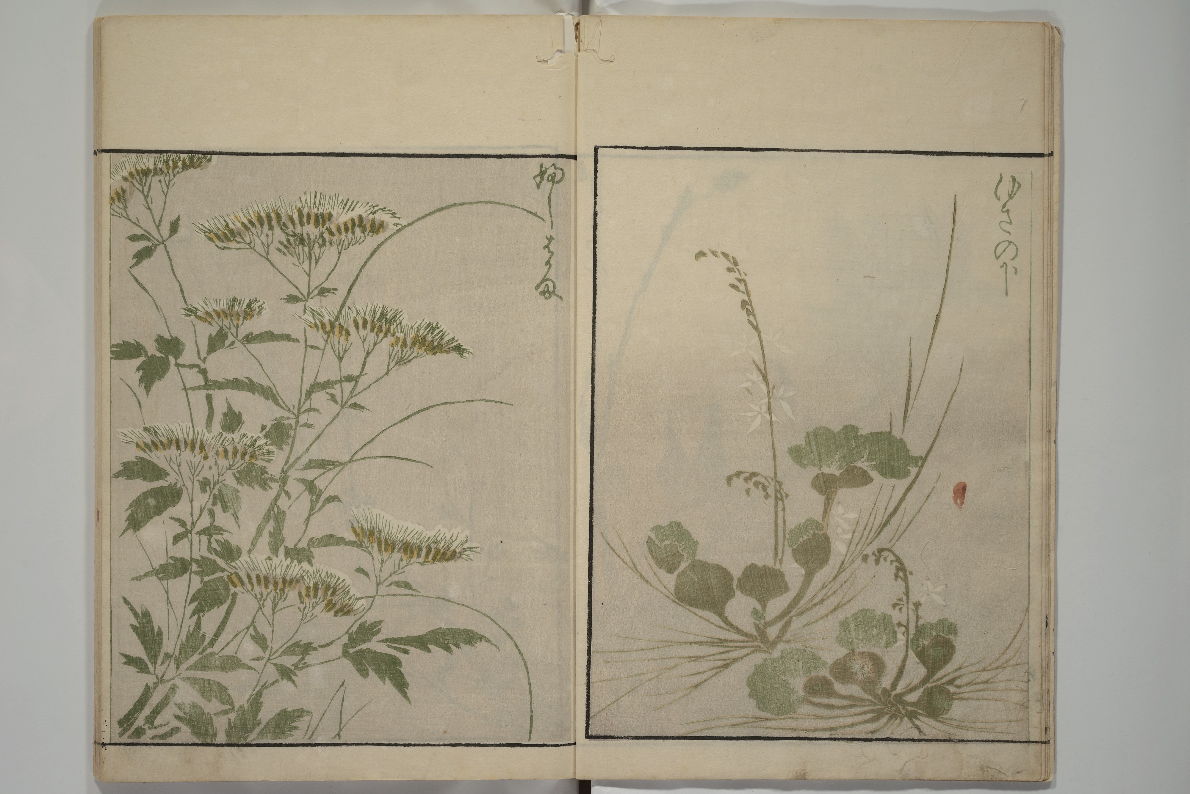 Kuwagata Keisai 鍬形蕙斎 | How to Draw Plants and Flowers Simply (Sōka ...