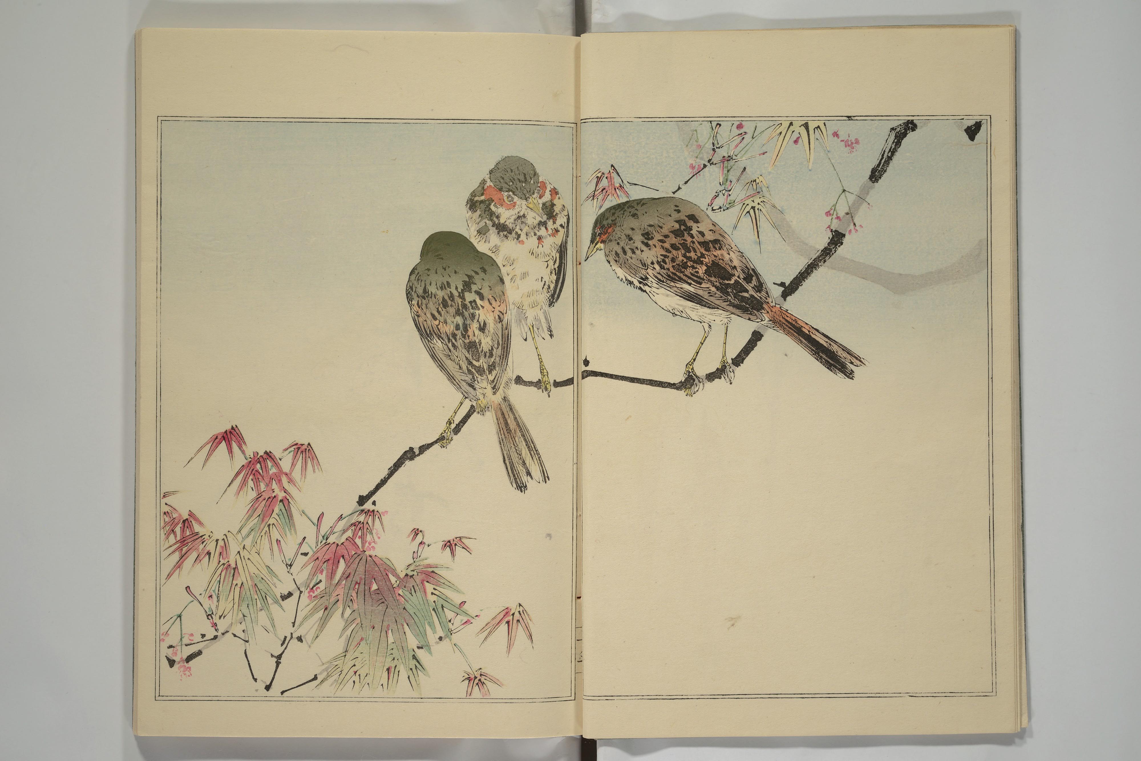 Watanabe Seitei 渡辺省亭 | Picture Album of Birds and Flowers (Kachō gafu) 華鳥画譜  | Japan | Meiji period (1868–1912) | The Metropolitan Museum of Art -  www.pranhosp.com