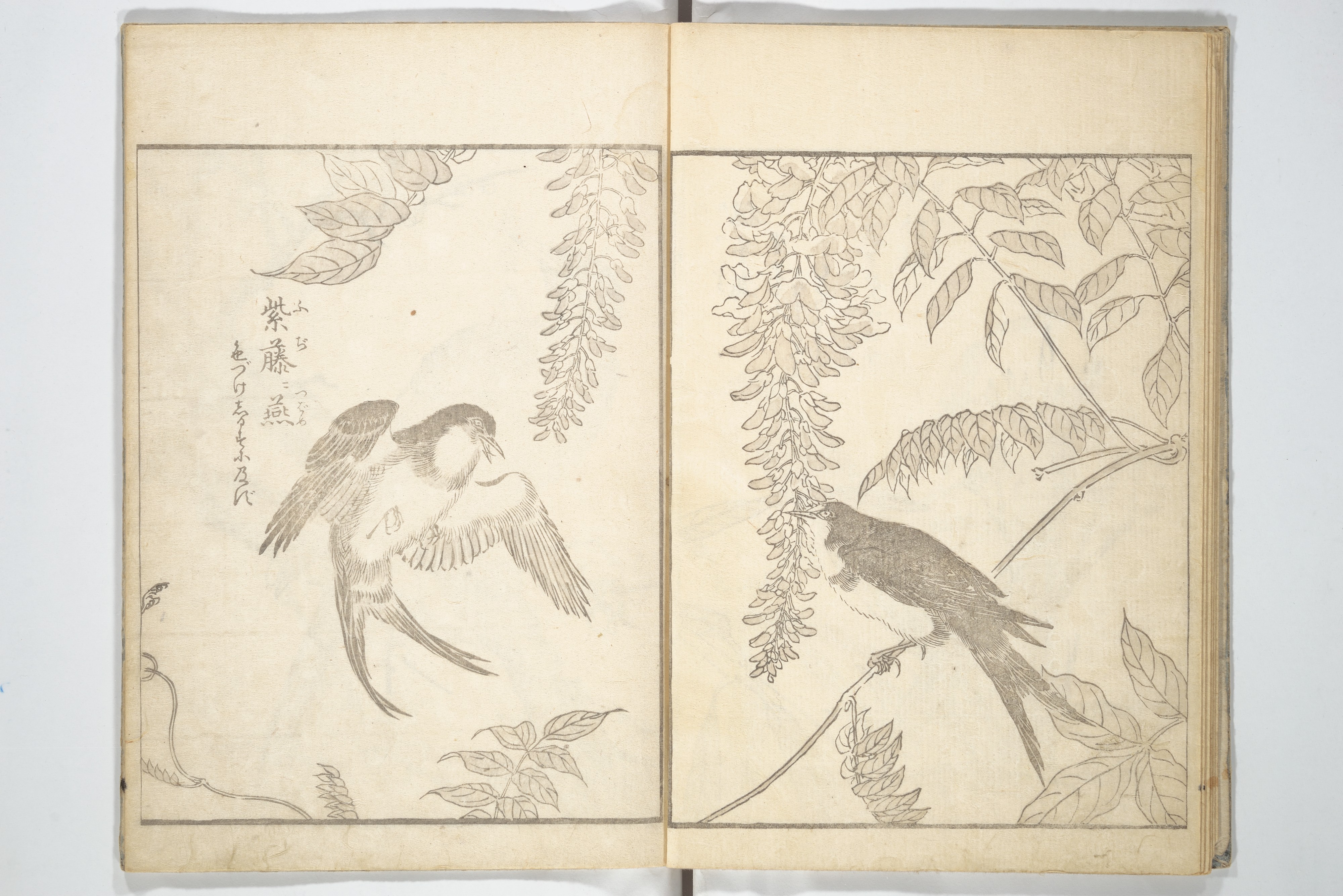 Bird-and-flower painting Large size book 2009/8/1 Yamada Tamakumo