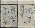 Chats on Novelties of Foreign Lands (Kōmōzatsuwa 紅毛雑話), Five volumes of woodblock printed books; ink on paper, Japan