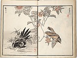 Bairei Picture Album of One Hundred Birds (Bairei hyakuchō gafu) 楳嶺百鳥畫譜, Kōno Bairei (Japanese, 1844–1895), Set of three woodblock printed books; ink and color on paper, Japan