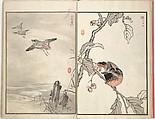 Bairei Picture Album of One Hundred Birds (Bairei hyakuchō gafu) 楳嶺百鳥畫譜, Kōno Bairei (Japanese, 1844–1895), Set of three woodblock printed books; ink and color on paper, Japan