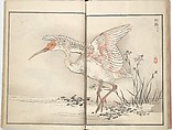 Bairei Picture Album of One Hundred Birds (Bairei hyakuchō gafu) 楳嶺百鳥畫譜, Kōno Bairei (Japanese, 1844–1895), Set of three woodblock printed books; ink and color on paper, Japan