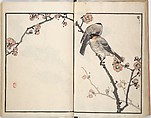 Bairei Picture Album of One Hundred Birds (Bairei hyakuchō gafu) 楳嶺百鳥畫譜, Kōno Bairei (Japanese, 1844–1895), Set of three woodblock printed books; ink and color on paper, Japan