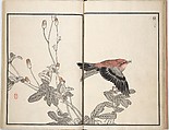 Bairei Picture Album of One Hundred Birds (Bairei hyakuchō gafu) 楳嶺百鳥畫譜, Kōno Bairei (Japanese, 1844–1895), Set of three woodblock printed books; ink and color on paper, Japan
