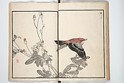 Bairei Picture Album of One Hundred Birds (Bairei hyakuchō gafu) 楳嶺百鳥畫譜, Kōno Bairei (Japanese, 1844–1895), Set of three woodblock printed books; ink and color on paper, Japan