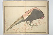 A Realistic Sketchbook by Hokusai (Hokusai shashin gafu) 北斎写真画譜, Katsushika Hokusai 葛飾北斎 (Japanese, Tokyo (Edo) 1760–1849 Tokyo (Edo)), Woodblock printed book (orihon, accordion-style); ink and color on paper, Japan